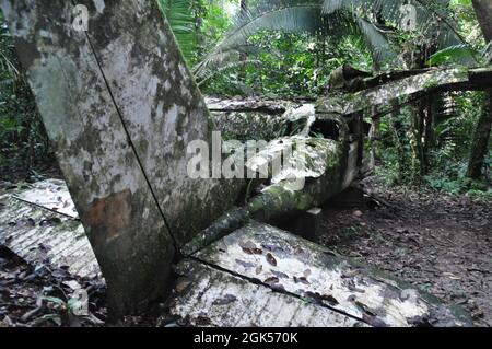 Wrack eines Flugzeugs im Dschungel von Belize. Stockfoto