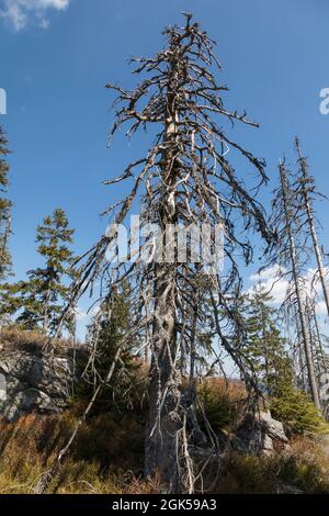 Wanderung von Zwercheck zum Grossen Osser Stockfoto