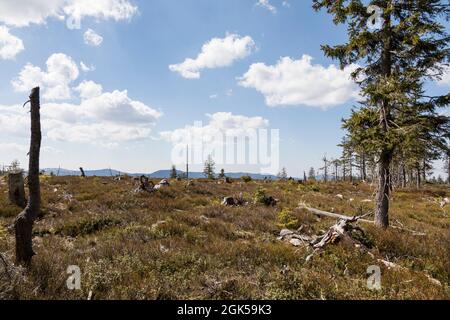 Wanderung von Zwercheck zum Grossen Osser Stockfoto