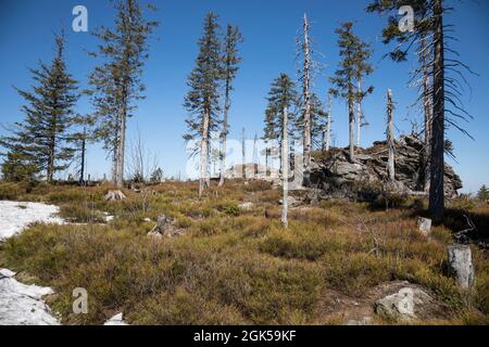 Wanderung von Zwercheck zum Grossen Osser Stockfoto
