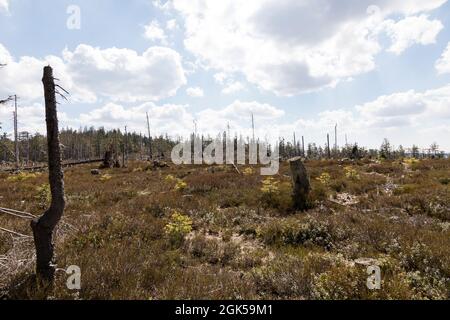 Wanderung von Zwercheck zum Grossen Osser Stockfoto