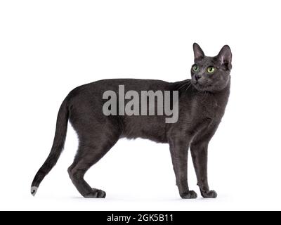 Männliche Korat-Katze, stehende Seitenwege. Mit grünen Augen rückwärts über die Schulter schauen. Isoliert auf weißem Hintergrund. Stockfoto