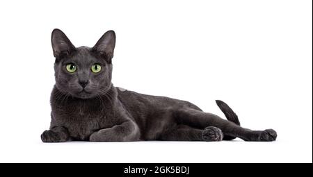 Männliche Korat-Katze, die Seitenwege hinlegt. Blick auf die Kamera mit grünen Augen. Isoliert auf weißem Hintergrund. Stockfoto