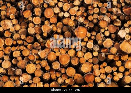 Holzstapel, viele Ringe und Muster Stockfoto