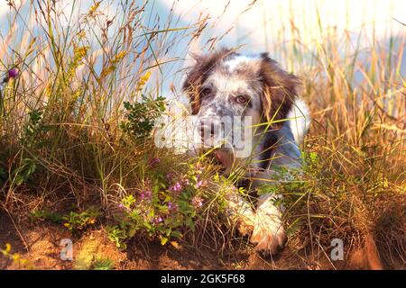 Weiß und schwarz Fuzzy Hund Welpen in grünem Gras und Blumen, Low-Angle-Ansicht, Freiheit Reise-Konzept, Kopierraum Stockfoto