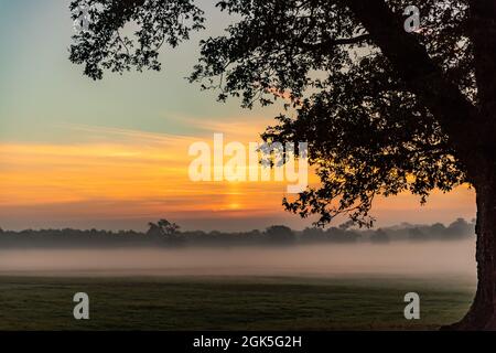 Windsor Great Park at Dawn, London, Großbritannien Stockfoto