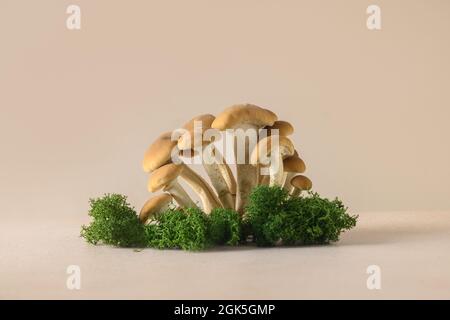 Konzept Pilze in Waldlichtung pflücken. Nahaufnahme. Stockfoto