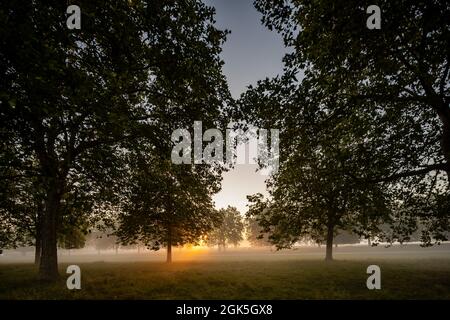 Windsor Great Park at Dawn, London, Großbritannien Stockfoto