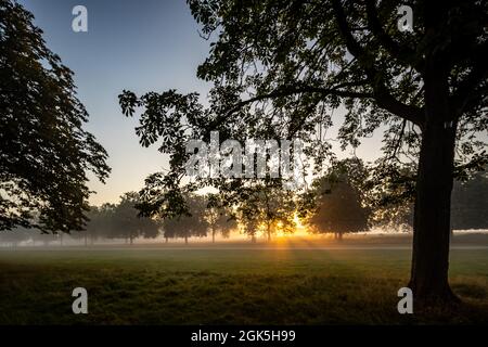 Windsor Great Park at Dawn, London, Großbritannien Stockfoto