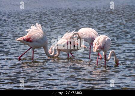 Nahaufnahme von Großflamingos (Phoenicopterus roseus) in der Camargue, Bouches du Rhone, Südfrankreich Stockfoto