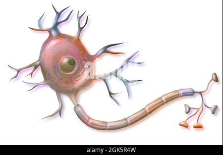 Nervenzelle (Neuron) mit Axon, Dendriten und Zellkörper. . Stockfoto