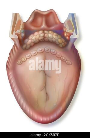 Anatomie der Zunge und der hinteren Strukturen (Pharyngeal): Kelch-Papillen. . Stockfoto