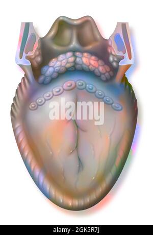 Anatomie der Zunge und der hinteren Strukturen (Pharyngeal): Kelch-Papillen. . Stockfoto