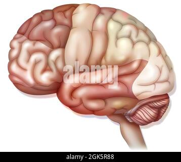 Hirnareale: Präfrontaler Kortex, prämotorischer Kortex und okulomotorischer Kortex. . Stockfoto