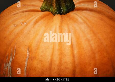 Kürbis. Nahaufnahme Detail von essbaren orange, runden Halloween Kürbis. Ernte im Herbst. Makrofotografie mit Kopierbereich. Stockfoto