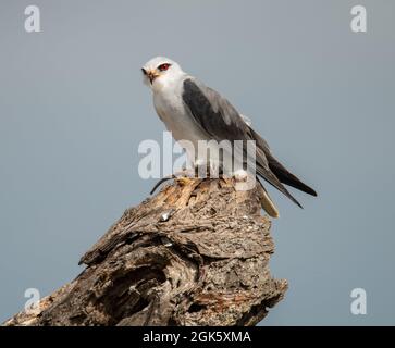 Schwarzflügeliger Drachen thront auf einem toten Baum mit Nagetierraub in seinen Krallen. Stockfoto