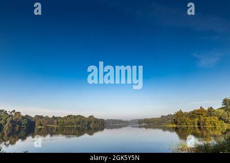 Windsor Great Park at Dawn, London, Großbritannien Stockfoto