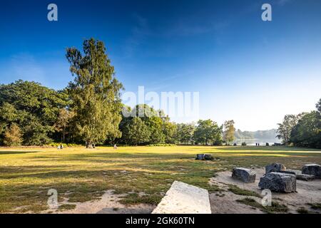 Windsor Great Park at Dawn, London, Großbritannien Stockfoto