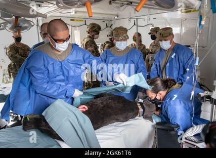 Das 7301st Medical Training Support Bataillon bereitet sich zusammen mit untergeordneten Einheiten der 332nd Medical Brigade darauf vor, auf „Diesel“ zu operieren, einem animatronischen Hund, der während der Combat Support Training Exercise und Global Medic in Fort, McCoy, Wisconsin, ein realistisches Training simuliert. Ein Grund für die Arbeit an Tieren in der Simulation ist, dass es selten Tierärzte auf dem Feld gibt, dies hilft, die Feldlazarette auf die Behandlung von Tieren wie militärischen Arbeitshunden vorzubereiten. 18. August 2021. Stockfoto