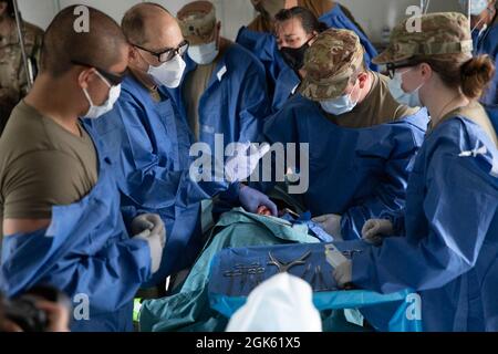 Das 7301st Medical Training Support Bataillon bereitet sich zusammen mit untergeordneten Einheiten der 332nd Medical Brigade darauf vor, auf „Diesel“ zu operieren, einem animatronischen Hund, der während der Combat Support Training Exercise und Global Medic in Fort, McCoy, Wisconsin, ein realistisches Training simuliert. Ein Grund für die Arbeit an Tieren in der Simulation ist, dass es selten Tierärzte auf dem Feld gibt, dies hilft, die Feldlazarette auf die Behandlung von Tieren wie militärischen Arbeitshunden vorzubereiten. 18. August 2021. Stockfoto