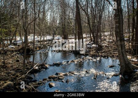 Grassy Brook Stockfoto