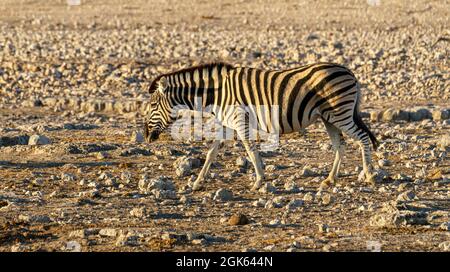 EineineineZebra auf dem Weg zu einem Wasserloch in Namibia Stockfoto