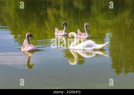 Schwäne auf dem Wasser - Schwanenfamilie schwimmt im Teich Stockfoto