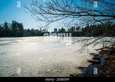 Ein Paar Hunde, die im Winter auf dem gefrorenen Lake Micmac herumlaufen Stockfoto