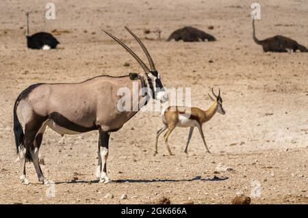 Oryx in der Nähe des Wasserlochs mit ruhenden Straußen und einem Springbock Stockfoto