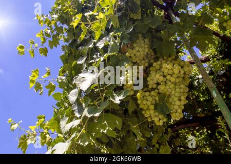 Ein großer Strauß grüner Trauben, der auf einer Weinrebe in Zypern wächst Stockfoto