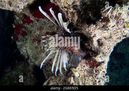 Ein gewöhnlicher Löwenfisch (Pterois volitans) in Zypern Stockfoto