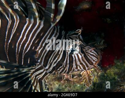 Ein gewöhnlicher Löwenfisch (Pterois volitans) in Zypern Stockfoto