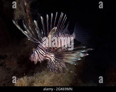 Ein gewöhnlicher Löwenfisch (Pterois volitans) in Zypern Stockfoto