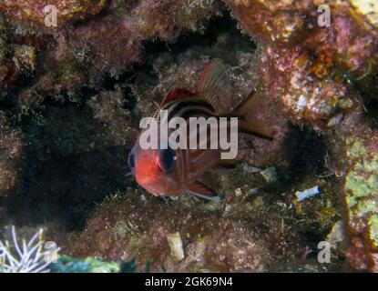 Ein einbunter Rotkantel (Sargocentron rubrum) im Mittelmeer Stockfoto