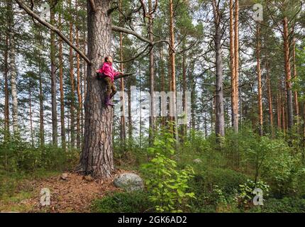 Tween Mädchen tragen rote wasserdichte Jacke und Gummistiefel klettert auf großen Kiefern, während sie auf einem Sommerwald spielen. Kinder Wald Aktivitäten und adve Stockfoto