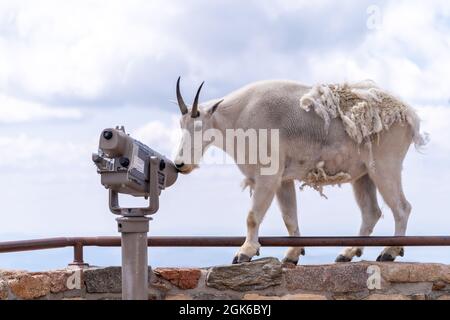 Bergziege steht auf einer Kante und leckt ein Fernglas am Mt Evans Scenic Byway in Colorado Stockfoto