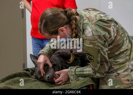 Spc. Kimberly Robinette, 356th Broadcast Operations Detachment public Affairs Mass Communications Specialist, arbeitet mit „Diesel“, einem animatronischen Hund, der verwendet wird, um Soldaten während der Kampfunterstützungs-Trainingsübung der medizinischen Versorgung von Heinen auszusetzen 78-21-04 am 13. August 2021 in Fort McCoy, Wisconsin. Das Medical Readiness and Training Command ist die Führung, medizinische Einheiten für drei CSTXs auszubilden, die einen wichtigen Schritt beim Aufbau einer kampfbereiten US-Armee-Reserve-Truppe sind. Stockfoto
