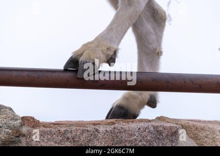 Nahaufnahme von Bergziegenhufen und Beinen, während er auf einem Felsvorsprung am Mt Evans Scenic Byway in Colorado steht Stockfoto