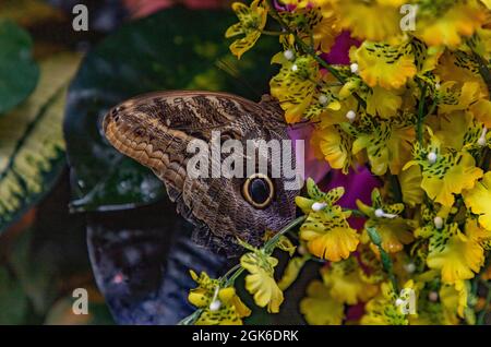 Ein Bild eines blassen Eulen-Schmetterlings, der auf einer Blume sitzt. Stockfoto