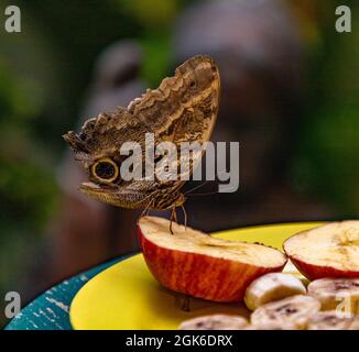 Ein Bild eines blassen Eulen-Schmetterlings, der auf einem Stück Apfel sitzt. Stockfoto