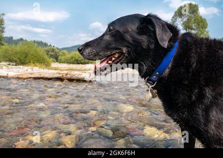 Schwarzer Labrador Hund in einem Bach Stockfoto