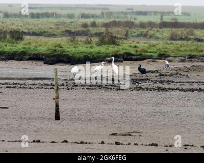 Great White Egret, Ardea alba, Great Cormoant und Greater Black Backed Gull bei Leighton Moss, Lancashire, Großbritannien. Stockfoto