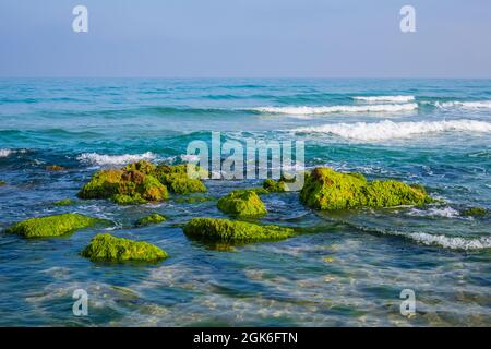 Im Mittelmeer sind Felsbrocken mit grünen Algen bedeckt. Stockfoto