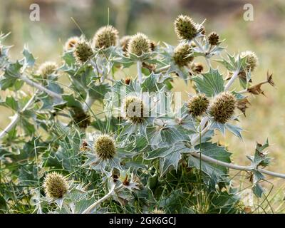 Sea Holly, Eryngium maritimum auf Walney Island, Cumbria, Großbritannien. Stockfoto