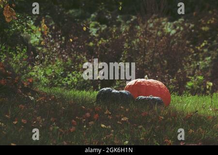 Orange und grüne Kürbisse liegen auf einem sonnigen grünen Rasen unter den Ästen eines Baumes mit gelben Blättern. Herbst Kürbis Hintergrund. Erntedankfest. Stockfoto