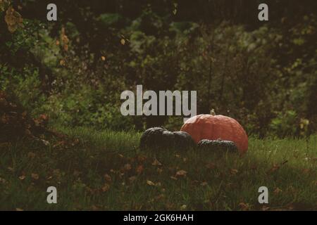 Orange und grüne Kürbisse liegen auf einem sonnigen grünen Rasen unter den Ästen eines Baumes mit gelben Blättern. Herbst Kürbis Hintergrund. Erntedankfest. Stockfoto