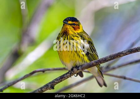 Erwachsener männlicher Kapmaisänger, Setophaga tigrina, Frühlingszug 2021 in Port Aranas, Texas, USA. Stockfoto