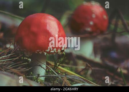 Amanita muscaria, Fly agaric, Fly Amanita. Zwei rote Fliegenagariken mit weißen Flecken auf dem Waldboden. Im Freien. Nahaufnahme. Herbstlicher roter Hintergrund. Stockfoto