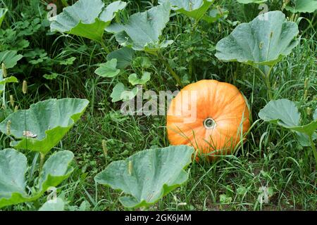 Kürbis im Garten im Herbst. Großer gelber Kürbis der Herbsternte beim Bauern. Hochwertige Fotos Stockfoto