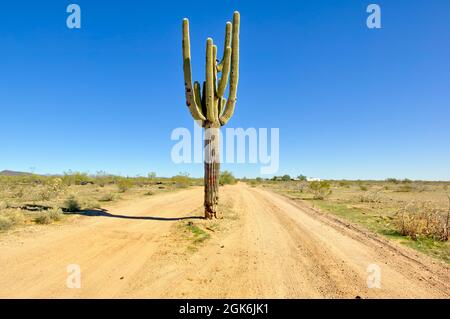 Eine abgelegene Straße in Arizona mit einem Saguaro Kaktus, der in der Mitte wächst. Stockfoto